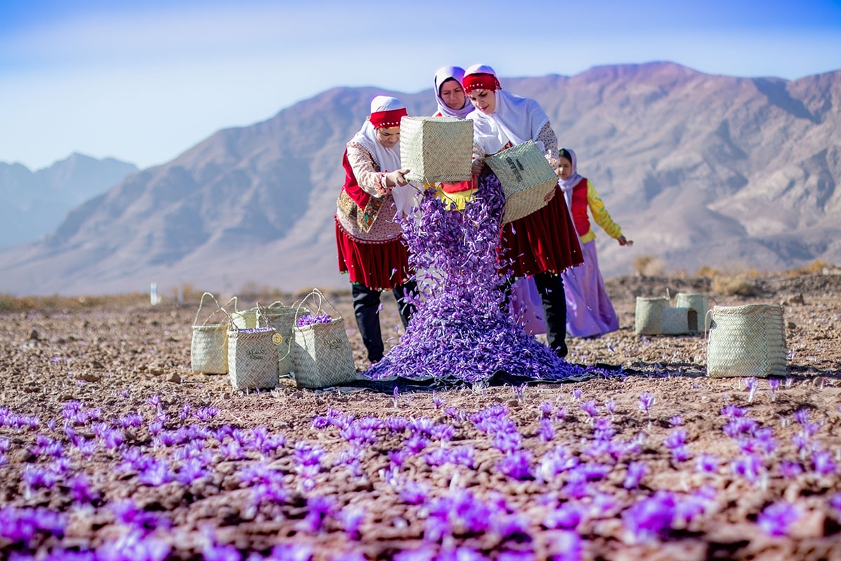 کشت قراردادی تروند