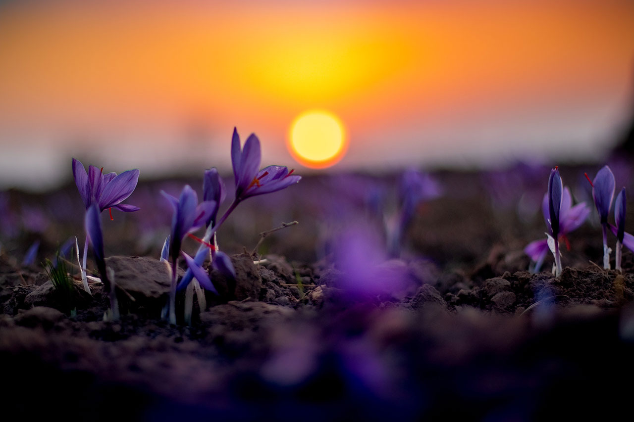 خط تولید تروند زعفران قاینات