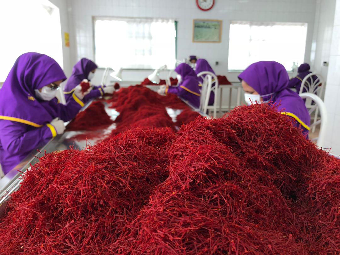 کنترل کیفی و جداسازی زعفران درجه یک تروند