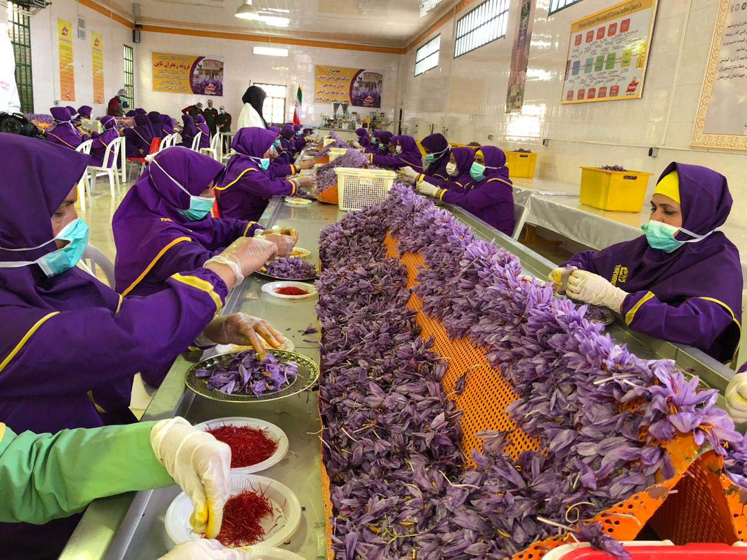خط تولید زعفران اصیل قاین