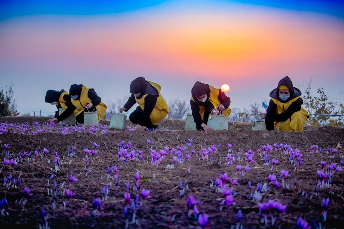 برداشت زعفران تروند